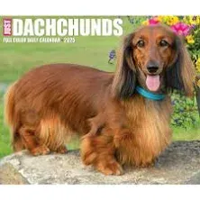 Just Dachshunds 2025 Desk Calendar