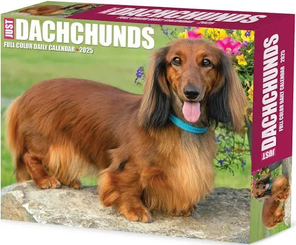 Willow Creek Press,  Just Dachshunds 2025 Desk Calendar