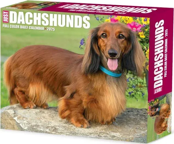 Dachshunds 2025 6.2 X 5.4 Box Calendar, Paperback by Willow Creek Press, Bran...