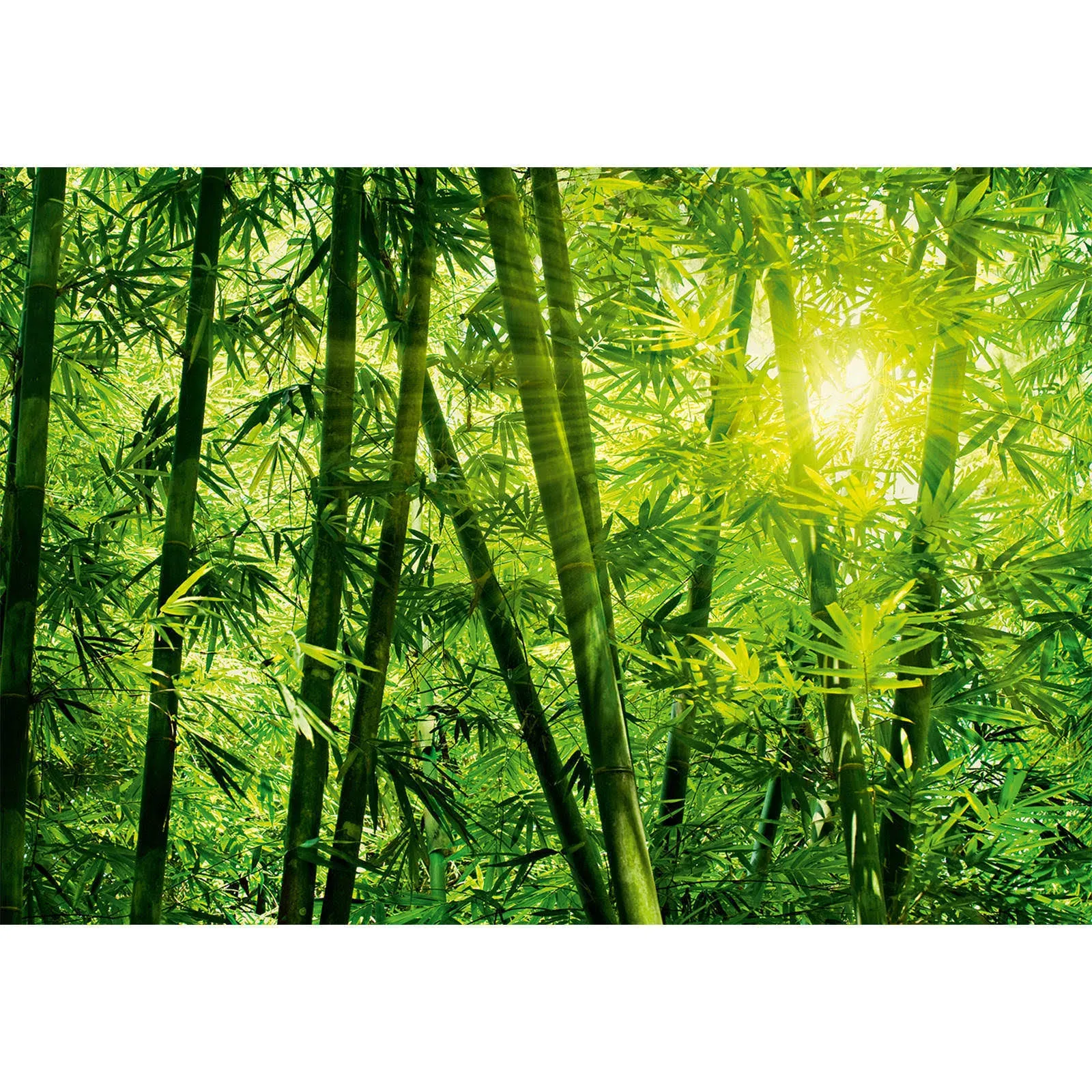 Brewster DM123 Bamboo Forest Wall Mural