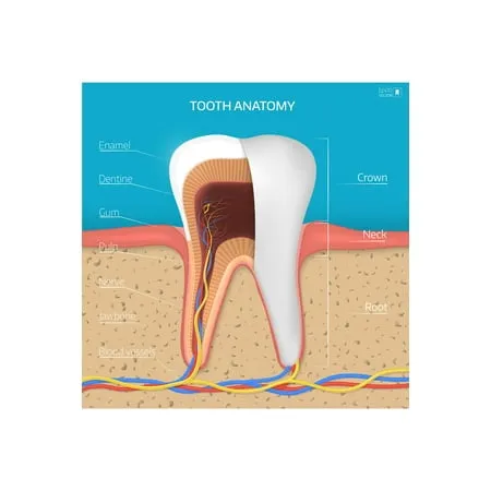 Dental Chart Wall Art Poster Dental Office Decor Nursing School Supplies Dental Medical Assistant Accessories Tooth Anatomy Science Posters College Teacher Must Have Cool Wall Decor Art Print Poster 1