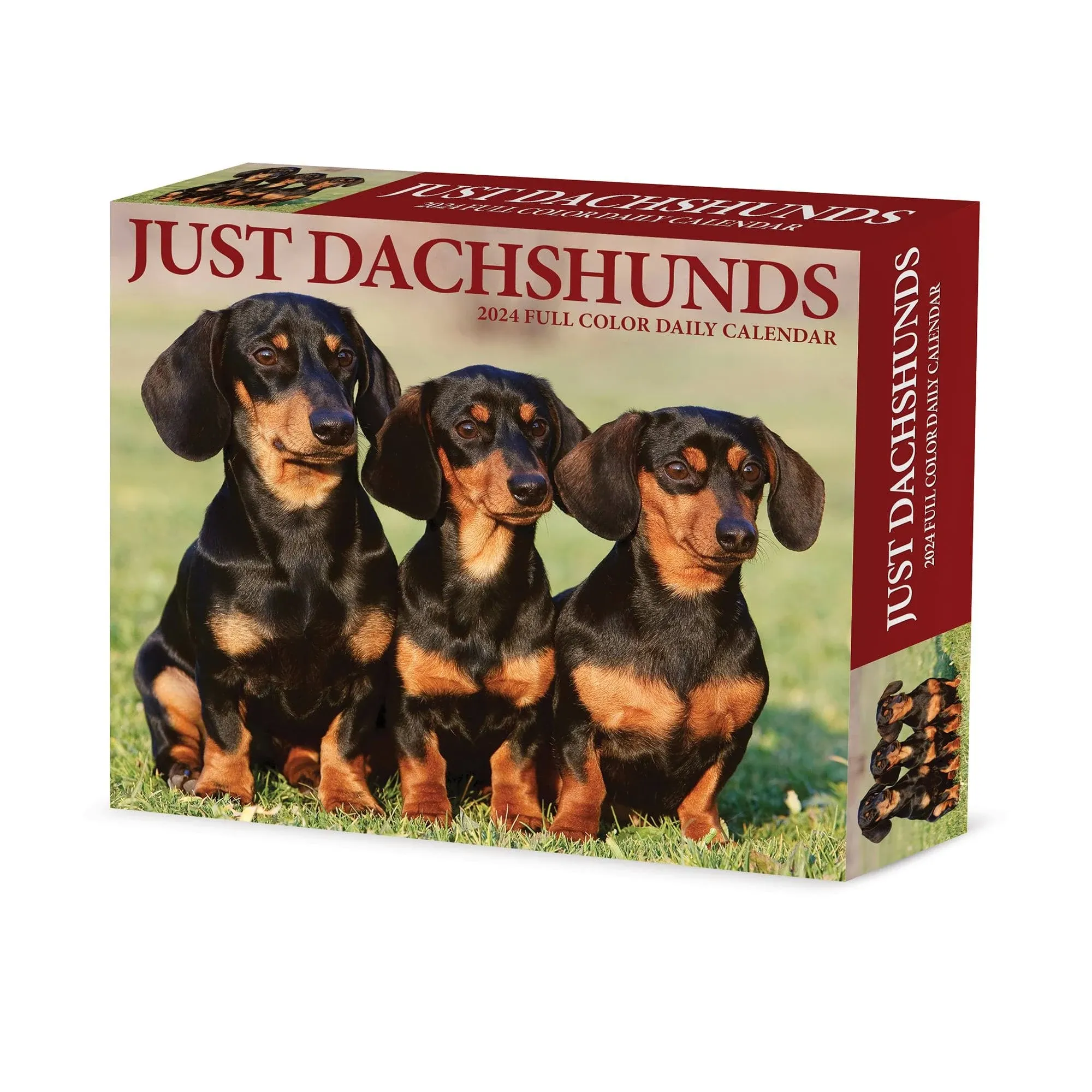 Willow Creek Dachshunds 2025 6.2&#034; x 5.4&#034; Box Calendar w