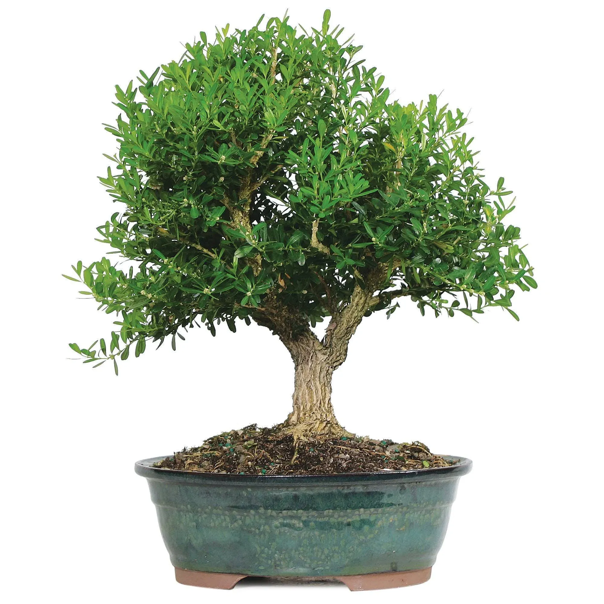 Brussel's Live Gardenia Outdoor Bonsai Tree - 6 Years Old; 8" to 10" Tall with Decorative Container (Not Sold in Arizona)