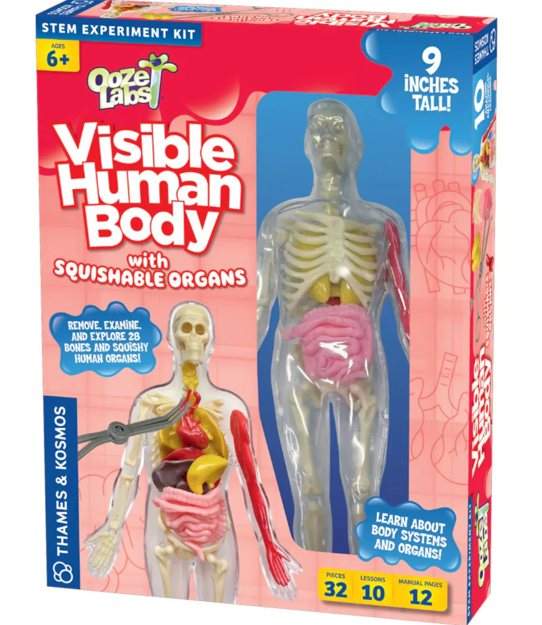 Thames & Kosmos Ooze Labs: Visible Human Body with Squishable Organs