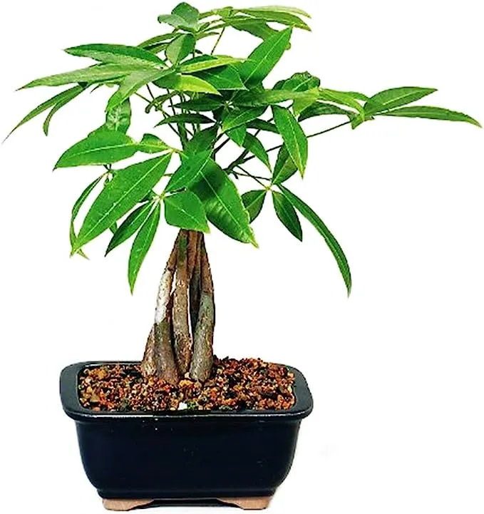 9GreenBox - Money Tree Bonsai with Ceramic Pot