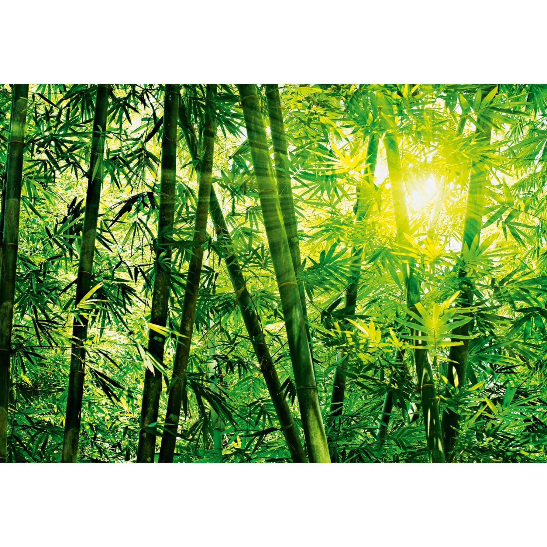 Ideal Décor Ideal Decor DM123 Bamboo Forest Wall Mural, Green